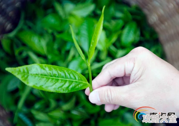 三亚新茶嫩茶wx春季新芽上市现已开放预订欢迎品鉴