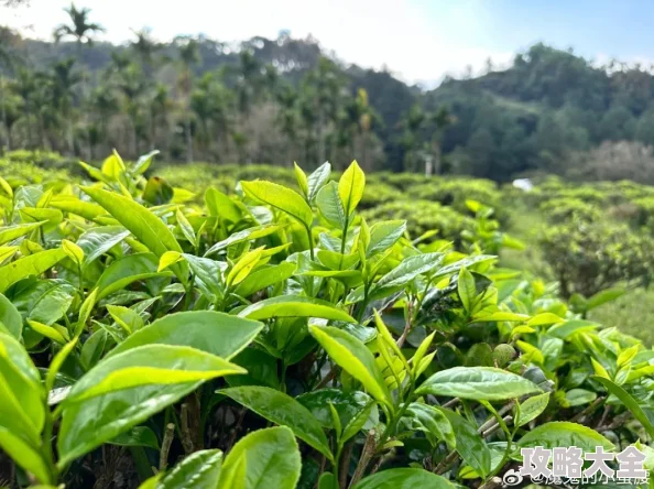 三亚新茶嫩茶wx春季新芽上市现已开放预订欢迎品鉴