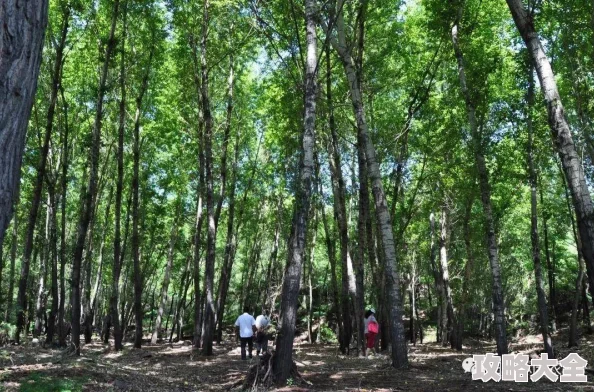 《无限暖暖》美食家蜜蜂高效捕捉新攻略：技巧与推荐一网打尽