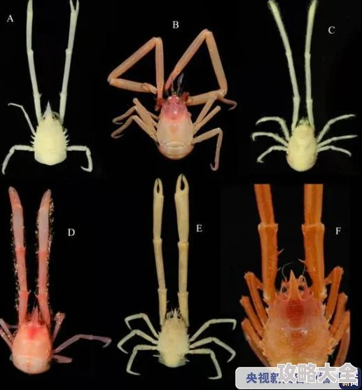 好深好大再浪一点近日科学家发现深海生物多样性显著增加引发广泛关注