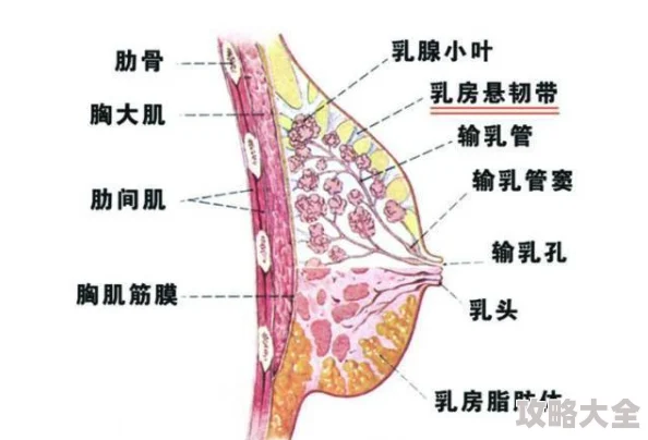 五十路下垂乳研究发现适当锻炼和饮食能有效改善乳房下垂问题