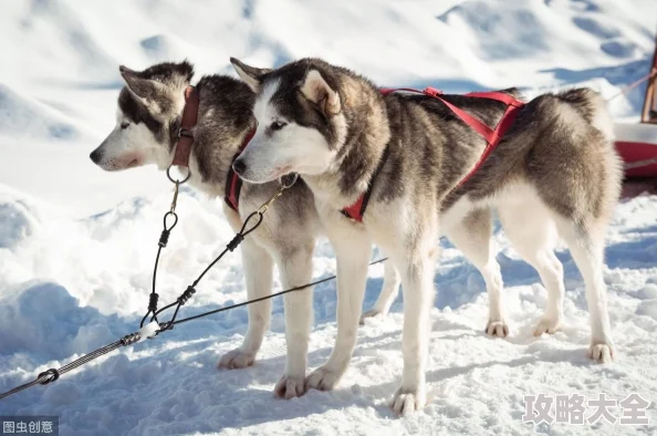 《明日之后》新犬种哈士奇：全面属性技能前瞻及热门期待解析