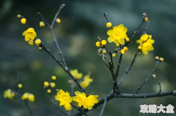 岳的嫩菊为我开据传此诗作者酷爱园艺尤其擅长培育菊花新品种