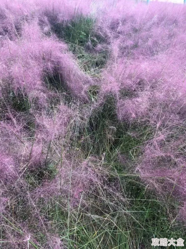 英雄联盟是一款备受玩家喜爱的多人在线战术竞技游戏。然而，有些玩家在进入游戏后会遇到声音消失的问题，这不仅影响了游戏体验，还可能导致错过重要的音效提示。本文将详细探讨解决这一问题的方法，帮助玩家恢复正常的游戏音效。